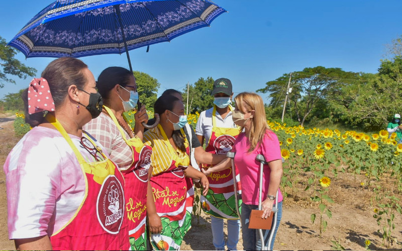 Fotografía de gobernadora en cultivos de Girasoles