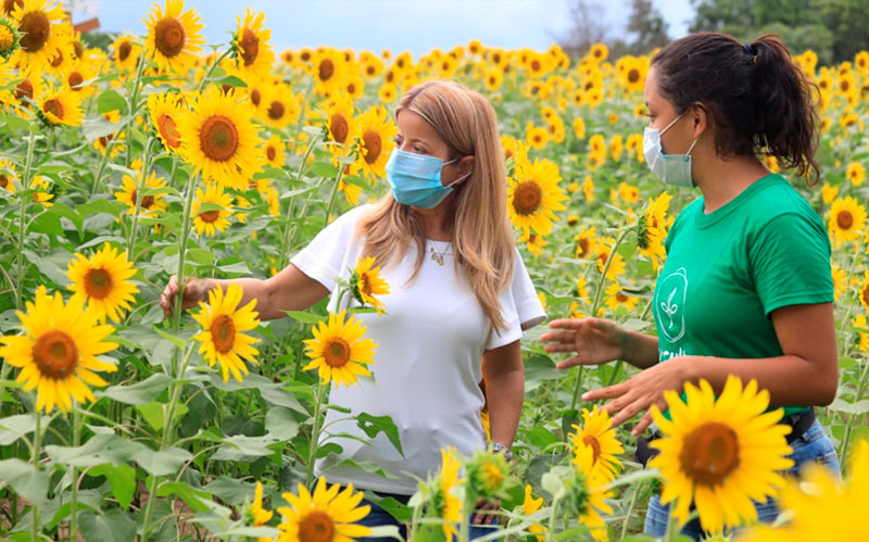 Fotografía cultivos de Girasoles visitado por la gobernadora