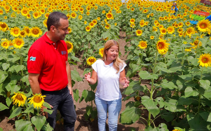 Fotografía gobernadora cultivo de Girasoles