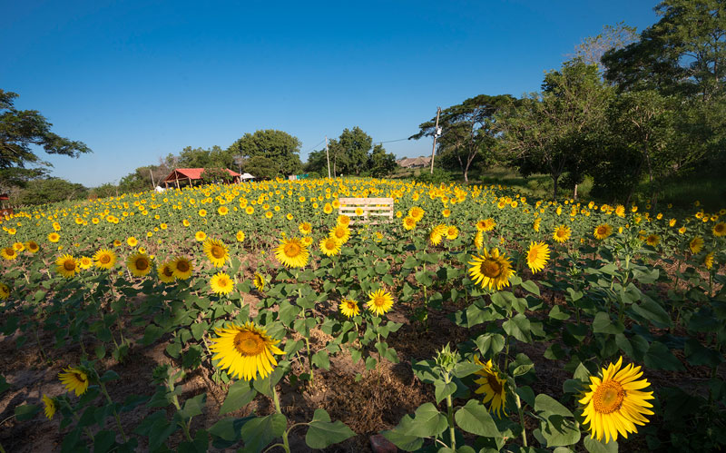 Fotografía cultivo de Girasoles