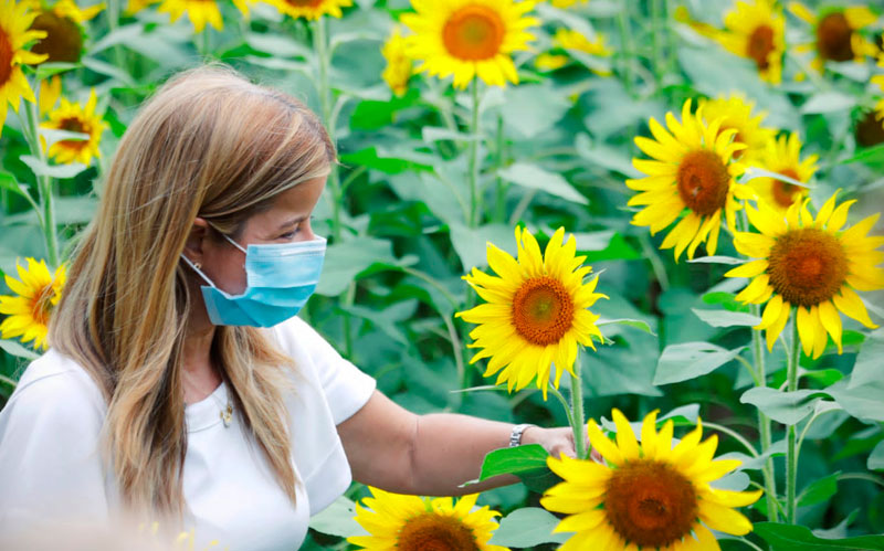 Fotografía gobernadora Elsa Noguera en cultivo de Girasoles