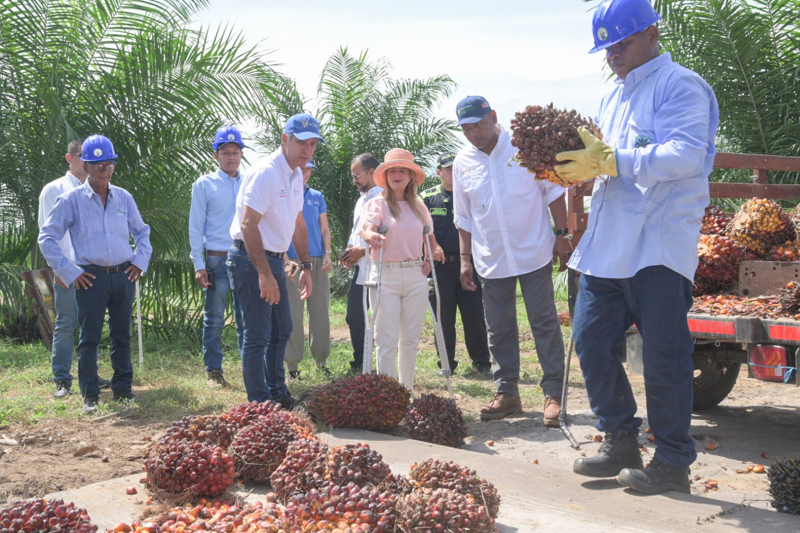 Atlantico Repelon primera cosecha palma de aceite