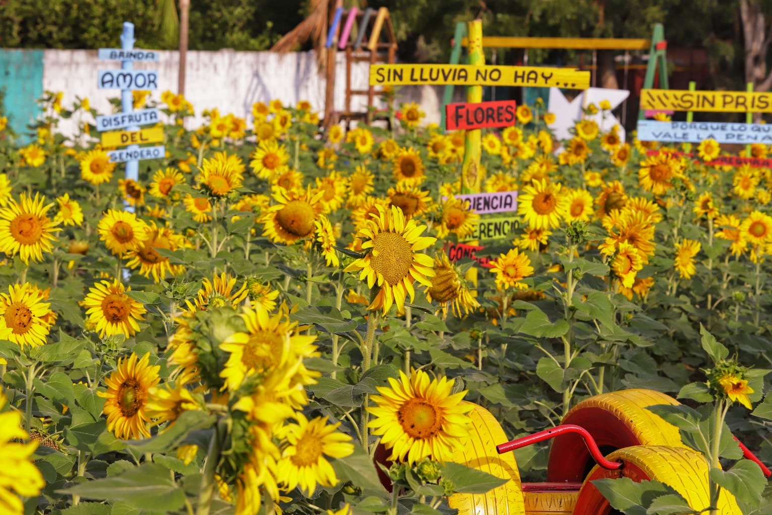 Atlantico Ruta del Girasol en Puerto Colombia