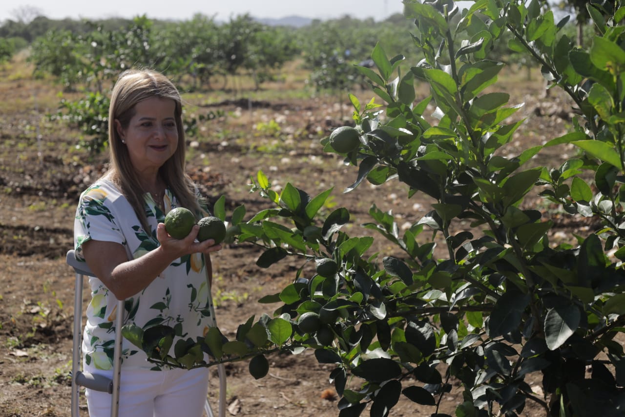 Atlantico cultivos de limon tahiti