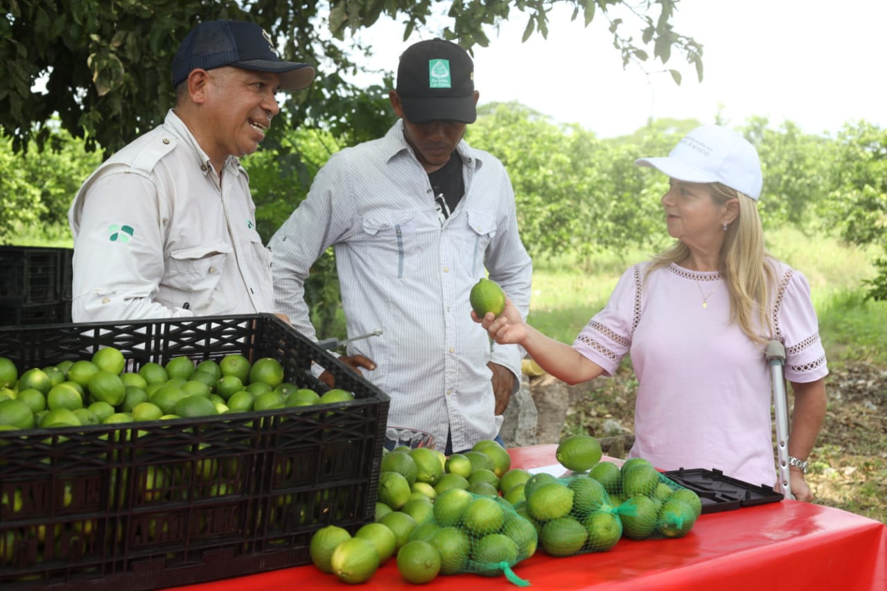 Atlantico limon Tahiti en Repelon