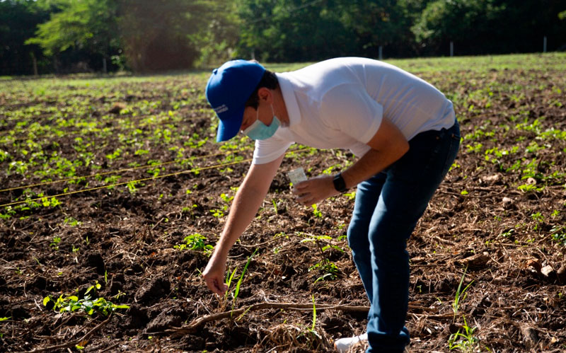 Fotografia del Secretario De Desarrollo Miguel Vergara sembrando semillas de Girasoles