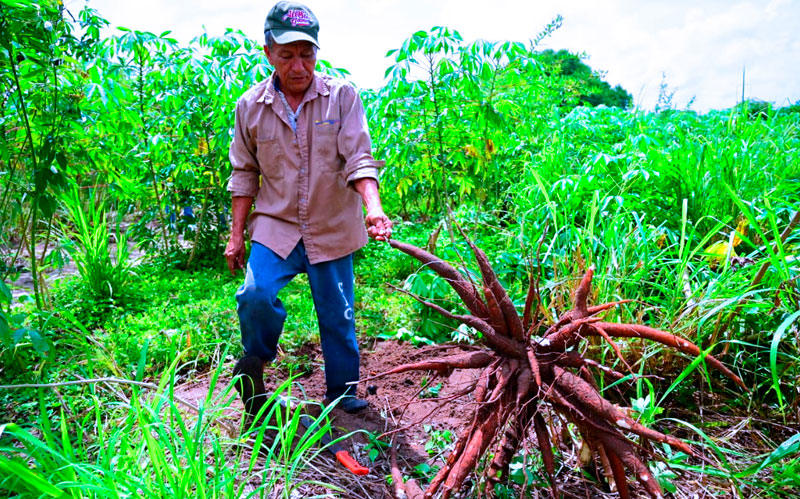 Fotografía agricultor en cultivo de yuca