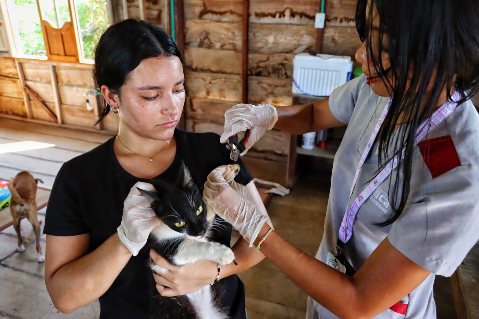 Gobernación caracterizó a 600 animalistas en todos los municipios del departamento.