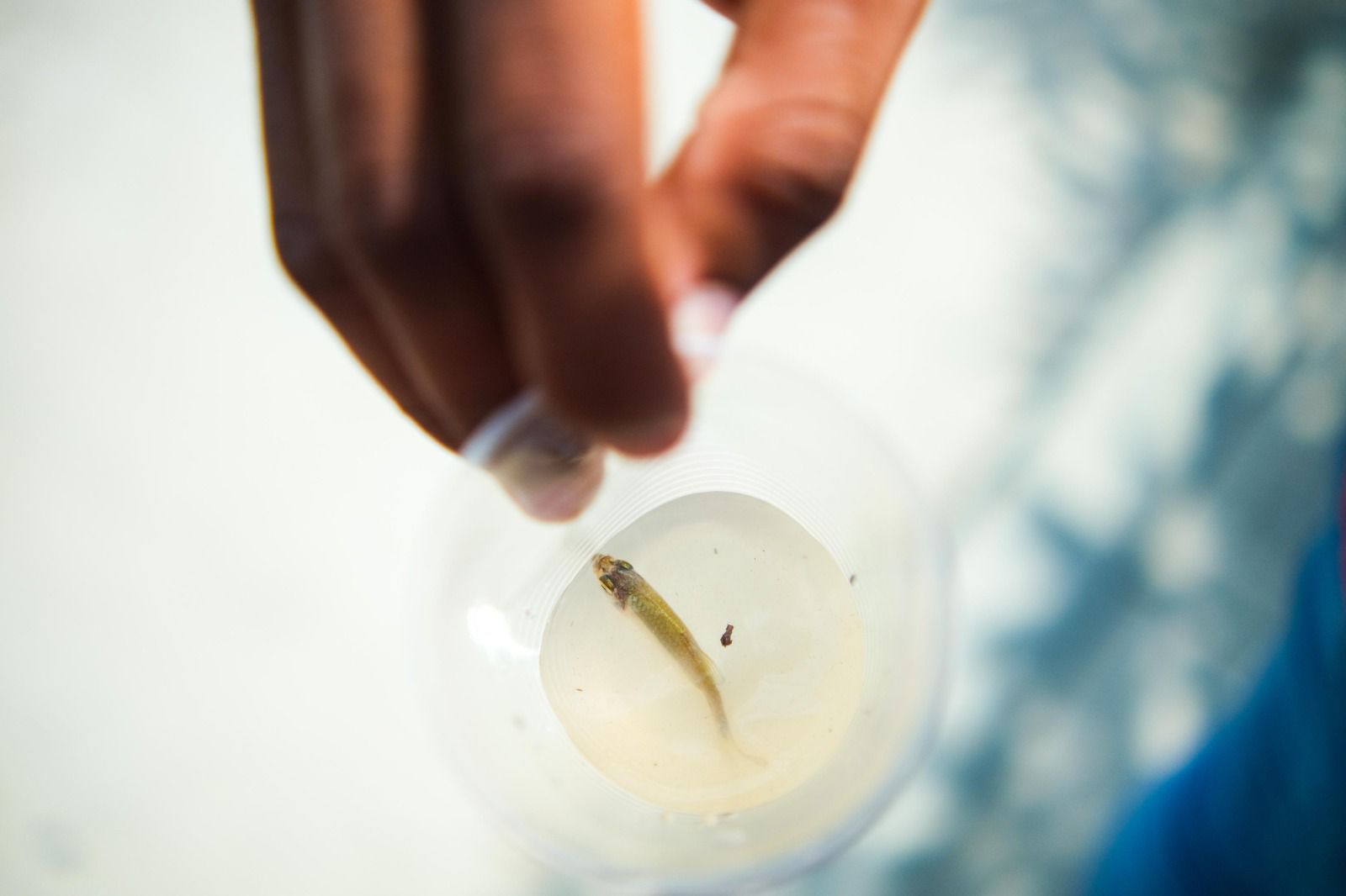 El Atlántico se fortalece frente a la amenaza del dengue