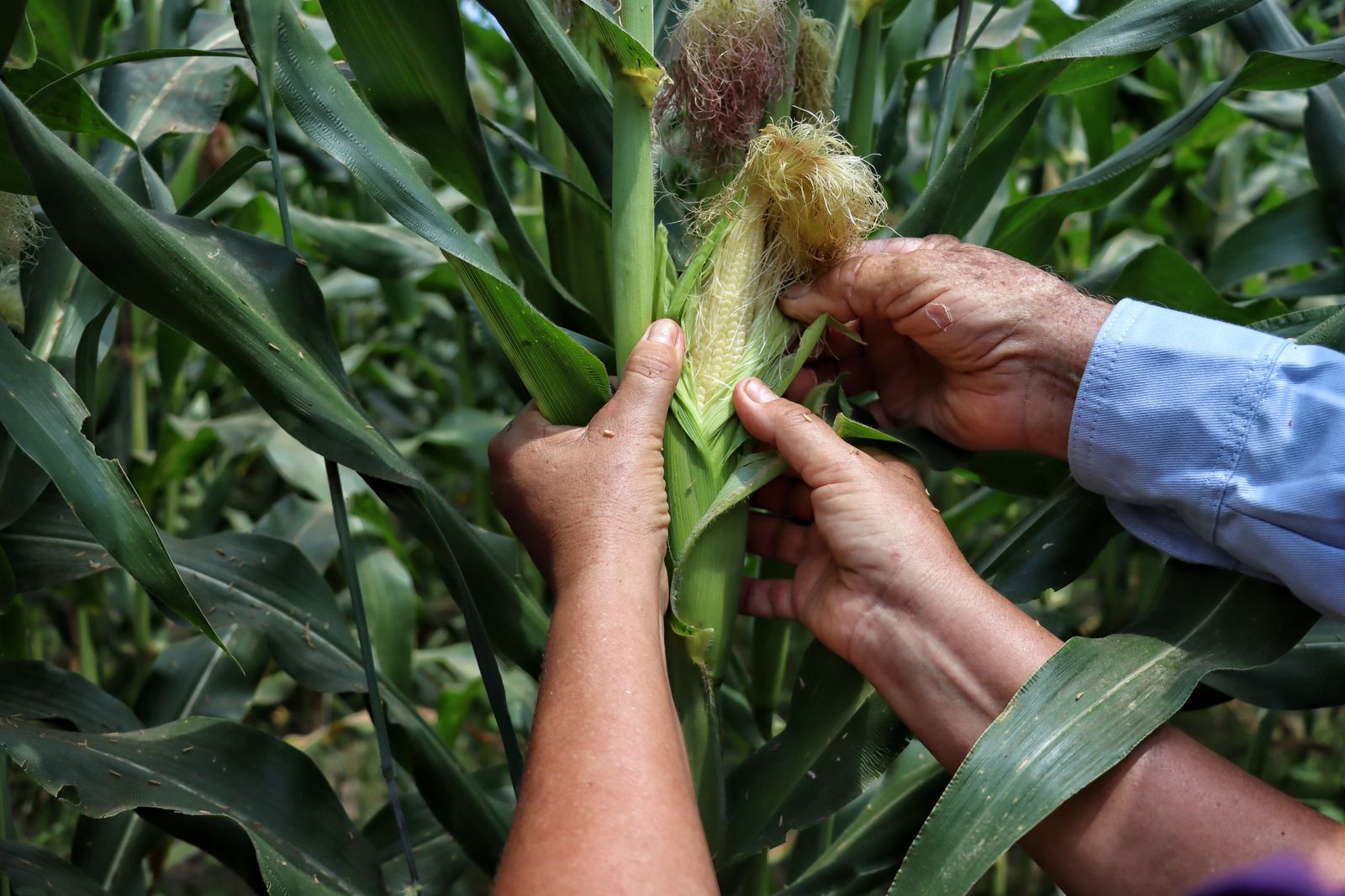 Gobernación del Atlántico entrega kits de semillas para mejorar productividad y ampliar su potencial agrícola